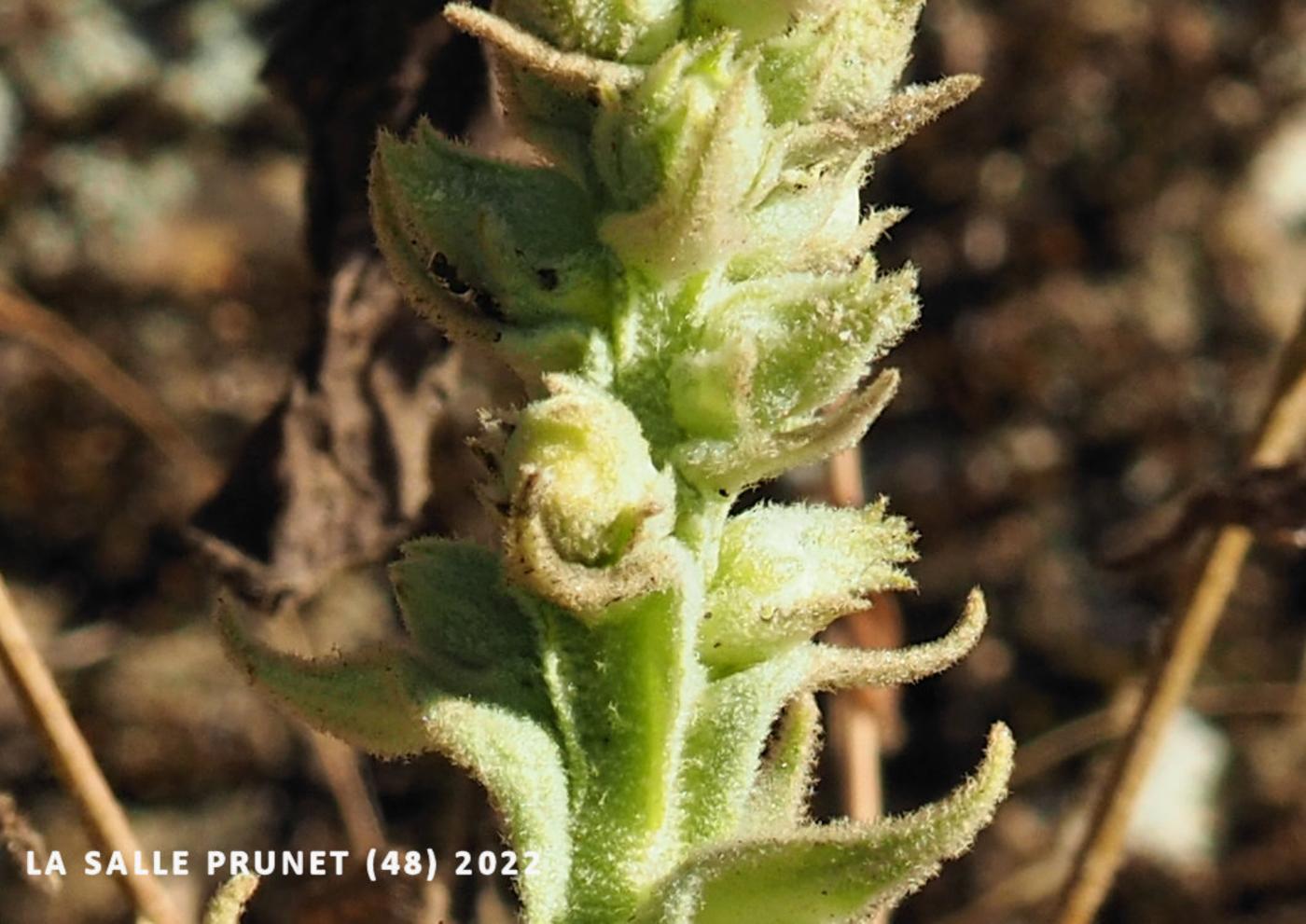 Mullein, Aaron's Rod fruit